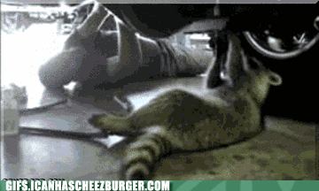  Autors: BatkaFaQ Funny Animals Gifs [2]