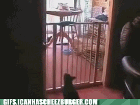  Autors: BatkaFaQ Funny Animals Gifs [2]