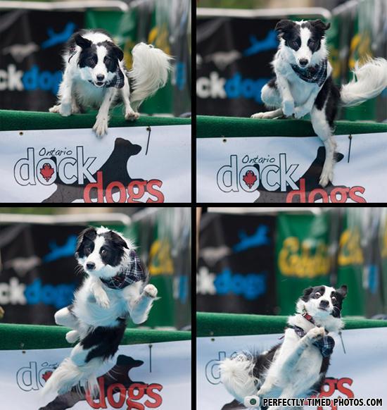  Autors: Edgarinshs perfectly timed photos