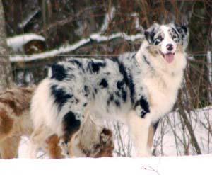 Anka Autors: AnimalLover Par Mani...