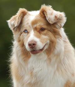 Senga Autors: AnimalLover Par Mani...