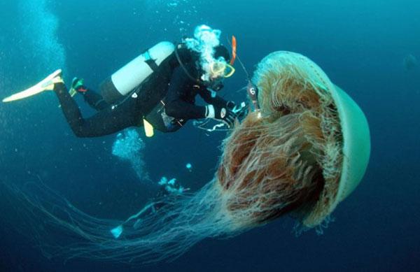 Nomura medūzaAtrodama ūdeņos... Autors: Colonel Meow Pasaules lielākie dzīvnieki