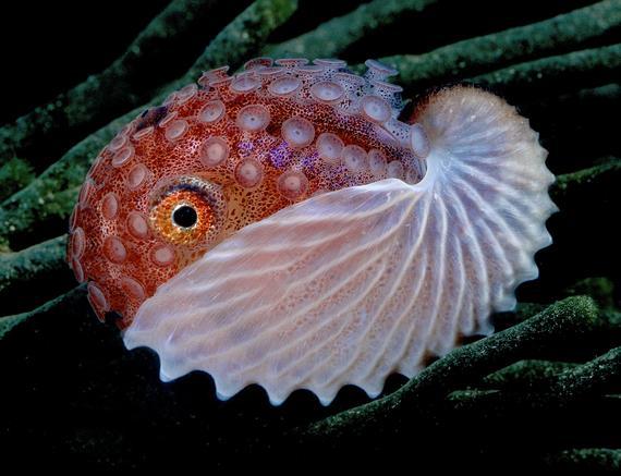 Argonata astoņkājis ir 34 pret... Autors: blackops 10 dīvainākie dzimumlocekļi!
