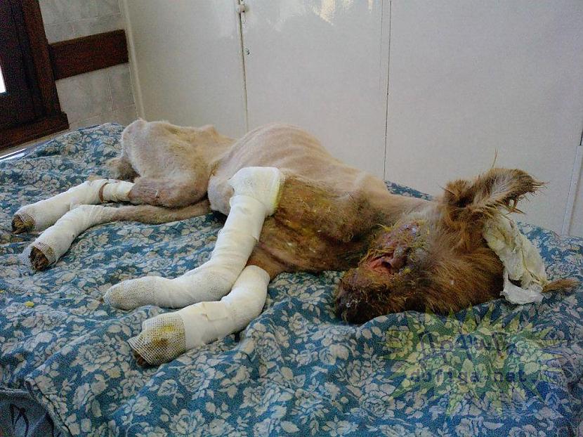 nuņukam bija salaustas vias... Autors: Fosilija Cilvēka nežēlastībā kritušais kārtējais suns