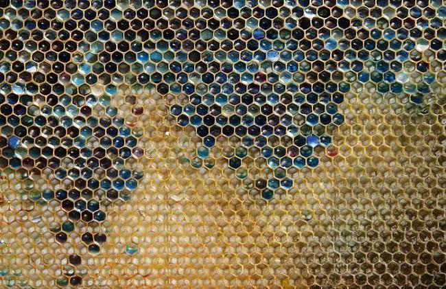  Autors: fcsc Kāpēc bites Francijā ražo šādu medu?