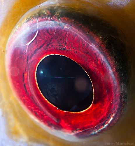 diskveida zivs Autors: drumdrum dzīvnieku acis