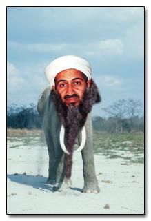 Osama bin Ladens ndash... Autors: Budzisss Sērijveida slepkavas – dzīvnieki – no elles?