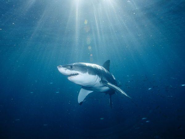 Haizivis mūžs var būt līdz 100... Autors: Aurelius 10 fakti, ko iespējams nezināji