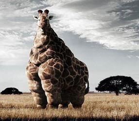 Žirafe bez ūdens var idzīvot... Autors: blackops Daži nezināmi un zināmi fakti.