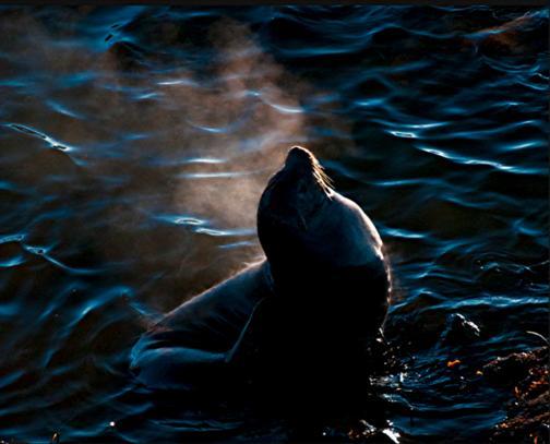 Autors: bubina696 California Sea Lion