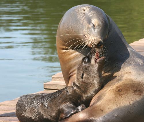 Tās ir ļoti atraktīvas un... Autors: bubina696 California Sea Lion