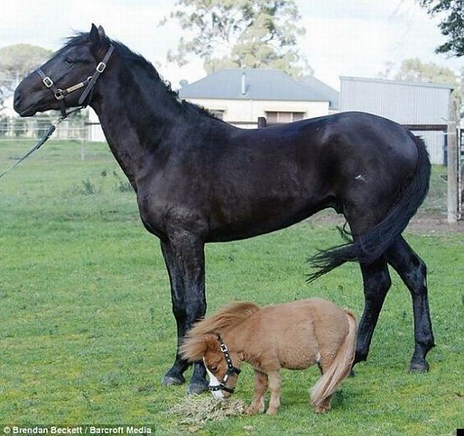  Autors: ORGAZMO mazākais zirgs pasaulē.