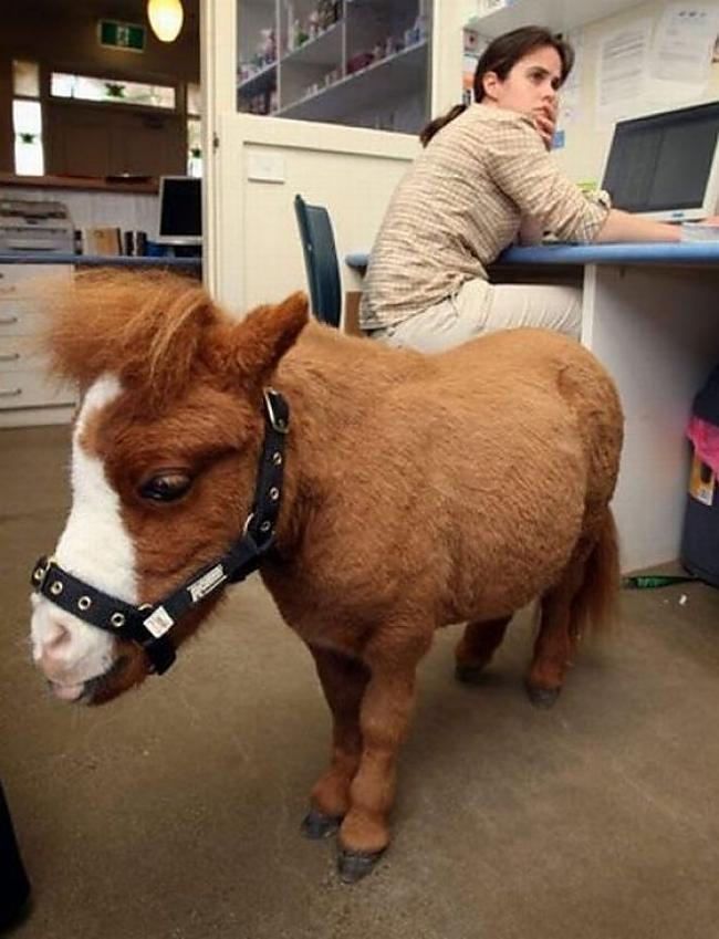  Autors: ORGAZMO mazākais zirgs pasaulē.