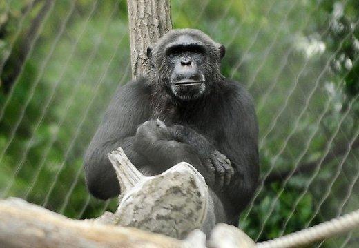 nbspScaronimpanzes un... Autors: Sawļe arī pērtiķi cieš no pusmūža krīze