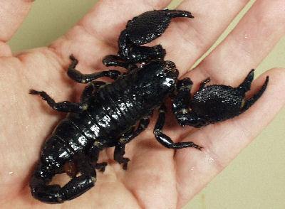 nbsp3 ndash Skorpions ap 5000... Autors: Nopsis2 Top 10 – Nāvējošākie dzīvnieki