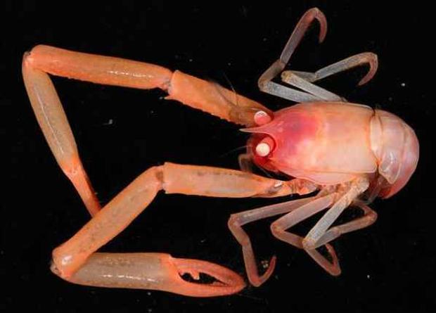 9 Squat LobsterScaronie... Autors: iFakti Top 10: Neredzētas būtnes, kas dzīvo okeāna ūdeņu dzelmē.