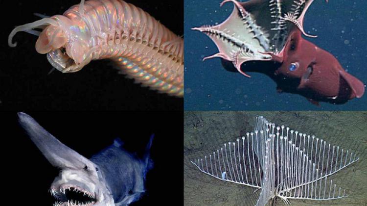 Top 10: Neredzētas būtnes, kas dzīvo okeāna ūdeņu dzelmē.