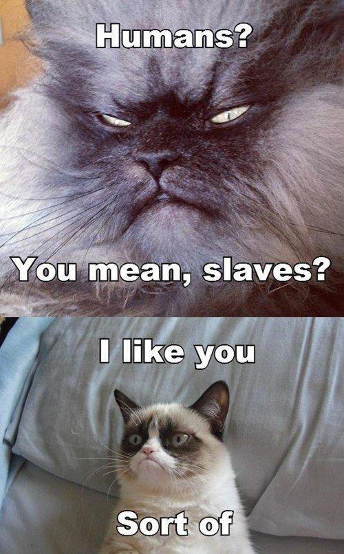  Autors: TheOne Grumpy cat