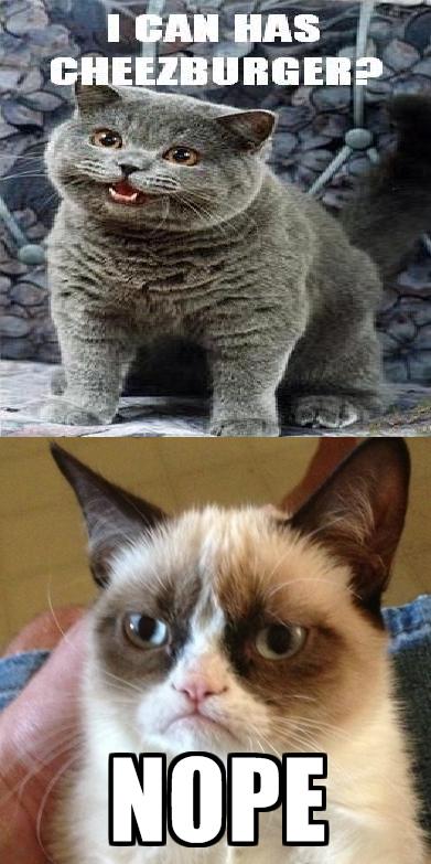  Autors: TheOne Grumpy cat