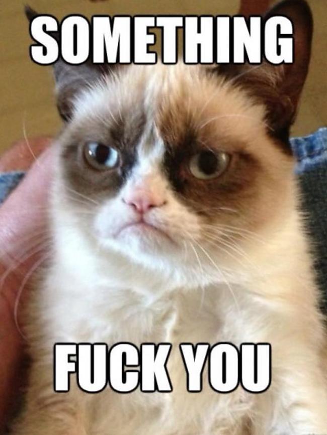 Grumpy cat