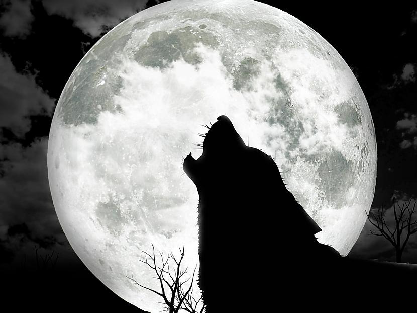  Autors: zobusāpes Mežā naktīs vilki gaudo