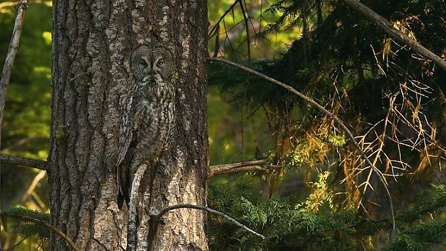Autors: Fosilija Atradi dzīvniekus fotogrāfija?