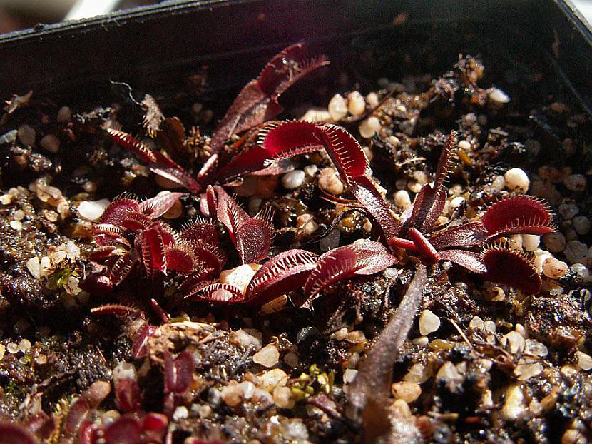Scaronī ir Red Dragon suga Autors: Pupumaiss Venus mušuķērājs
