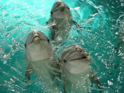 Delfīns  brīniscaronķīgs dabas... Autors: The Next Tech Delfīna pārsteidzošās spējas.