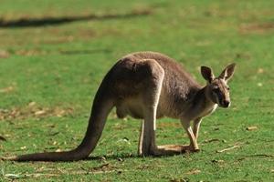 Ķengurs ir lielākais somainais... Autors: Kaprālis Austrālija