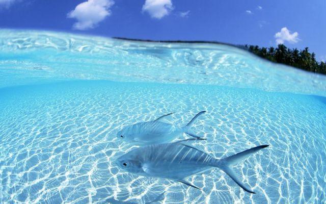 Ideāli dzidrs ūdens Maldīvija Autors: MONTANNA Mazliet savādāk nekā parasti...