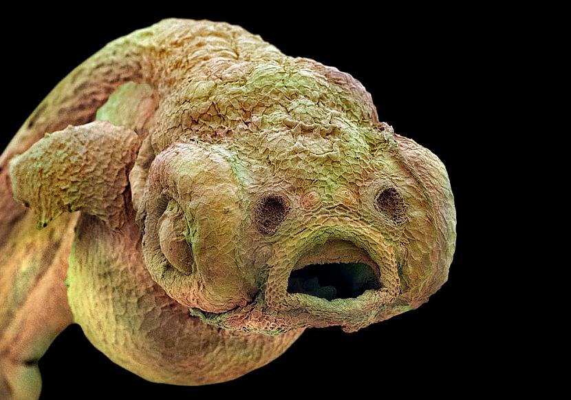 Vienkārscaroni zivs embrijs... Autors: Moonwalker 20 unikāli zinātnes foto