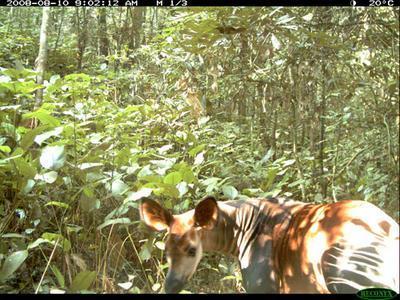 Okapi savvaļā varetu būt ap... Autors: Chocolito Dzīvnieks-Okapi