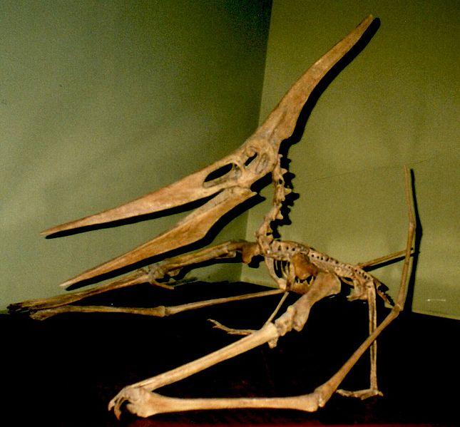 VairoscaronanāsVisa... Autors: Pika the izsitējs 2 Pteranodons(Aizvēsturiskie rāpuļi, pirmā daļa)