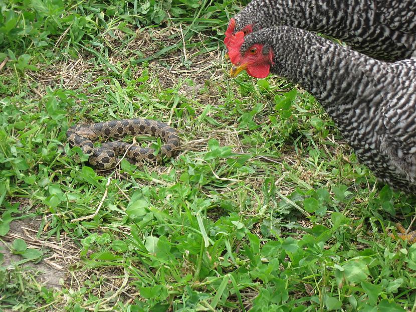 Mūžības simbolsĶemeru parkā uz... Autors: Fosilija Traki stāsti ar čūsku piedalīšanos