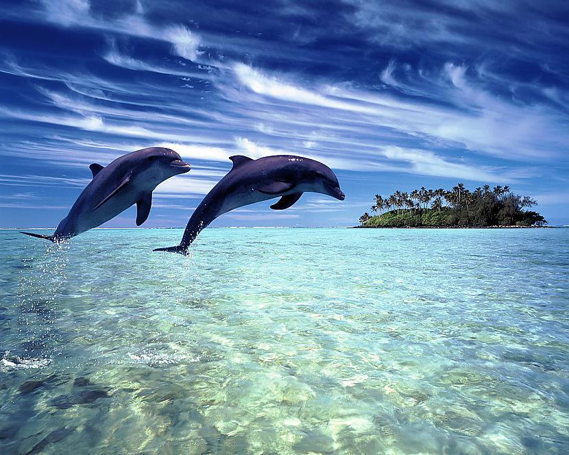Delfīni var gulēt tikai zem... Autors: Adža 100 000 delfīnu vienā vietā!