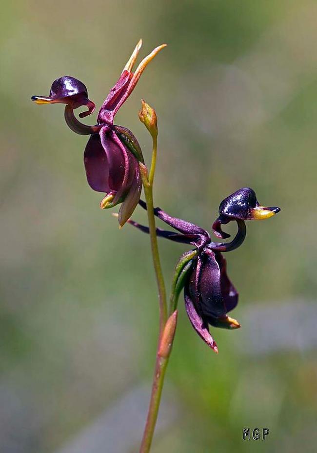 Lielā pīļu orhideja no angļu... Autors: Lapsiiga Evolūcijas brīnumbērni