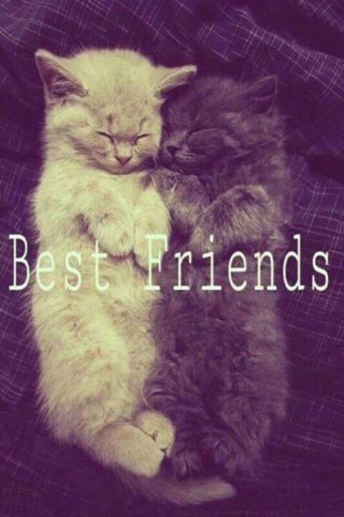  Autors: QOED Different, but best friends))