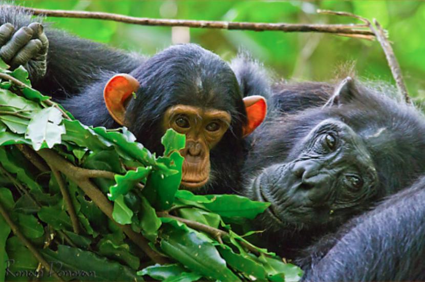 Rūķu scaronimpanzes lol ir... Autors: Fosilija Homoseksuāļi vēsturē+