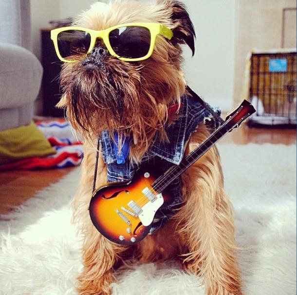  Autors: luvazhels Instagrammas Stilīgākais Suns