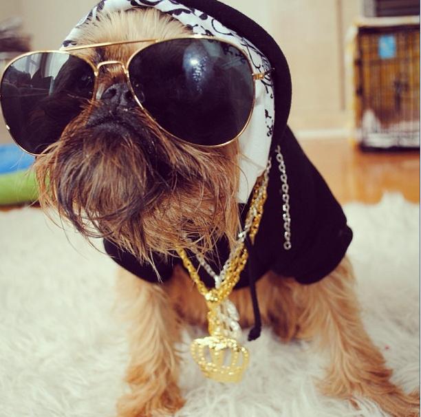  Autors: luvazhels Instagrammas Stilīgākais Suns