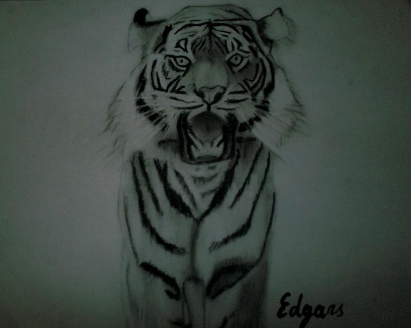 Tīģeris Autors: Edgarsnr1 Oriģināli zīmējumi