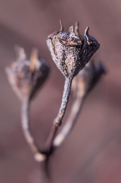  Autors: Torcio "Macro", salīdzinoši, pa lēto