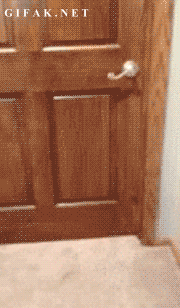 Arī mans kaķis mēdz scaronādi... Autors: vespiits Dienas gifiņu randoms*
