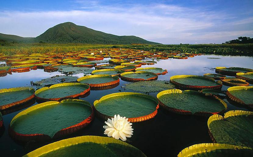 8 Pantanals  lielākā daļa... Autors: Franziskaner 10 mazāk zināmi pasaules brīnumi