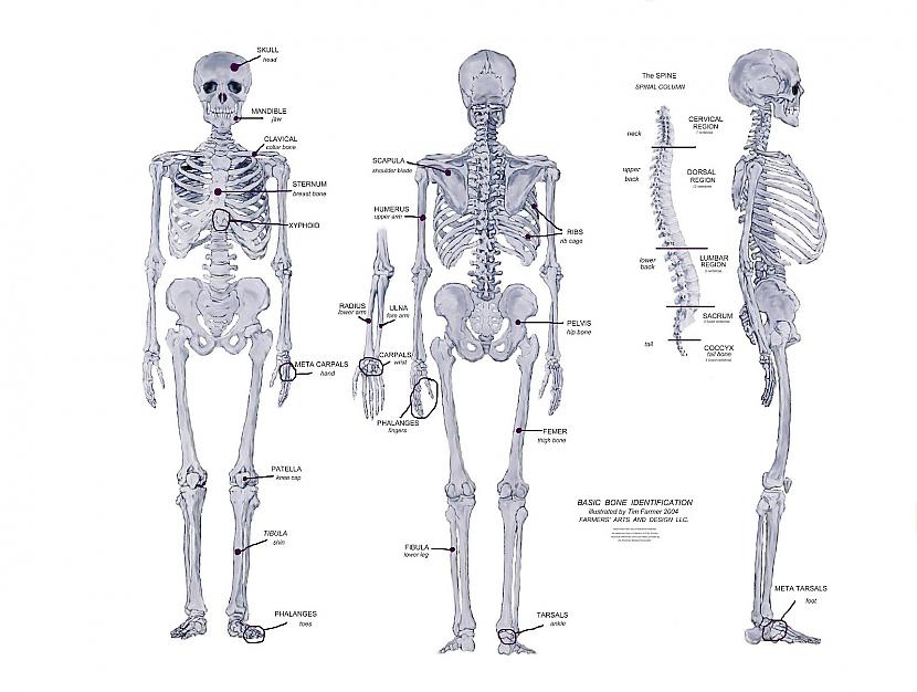 Kauli ir 4 reizes stiprāki... Autors: OverDose Fakti par cilvēka ķermeni