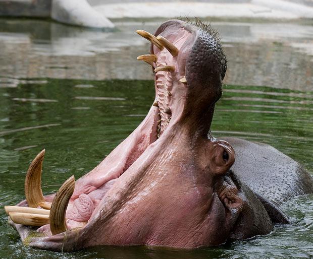 Nīlzirgs Hippopotamus... Autors: Budzisss Dzimuši slepkavas