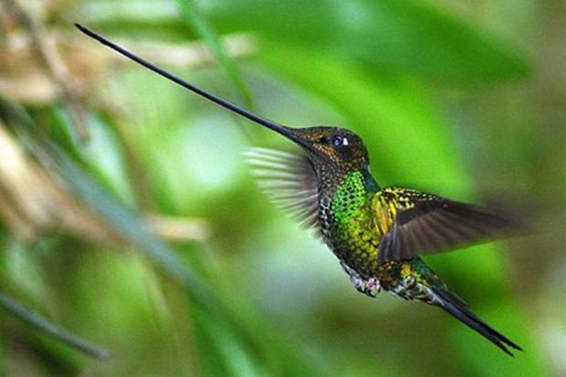 Kolibri ndash vienīgie putni... Autors: nikrider Pārsteidzoši fakti