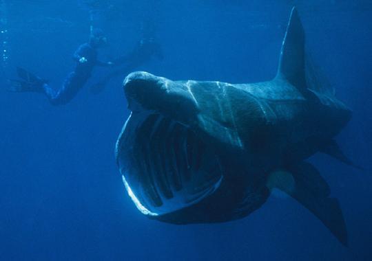 Pieaugusi gigantiskā haizivs... Autors: Līdaks 10 interesanti fakti 4