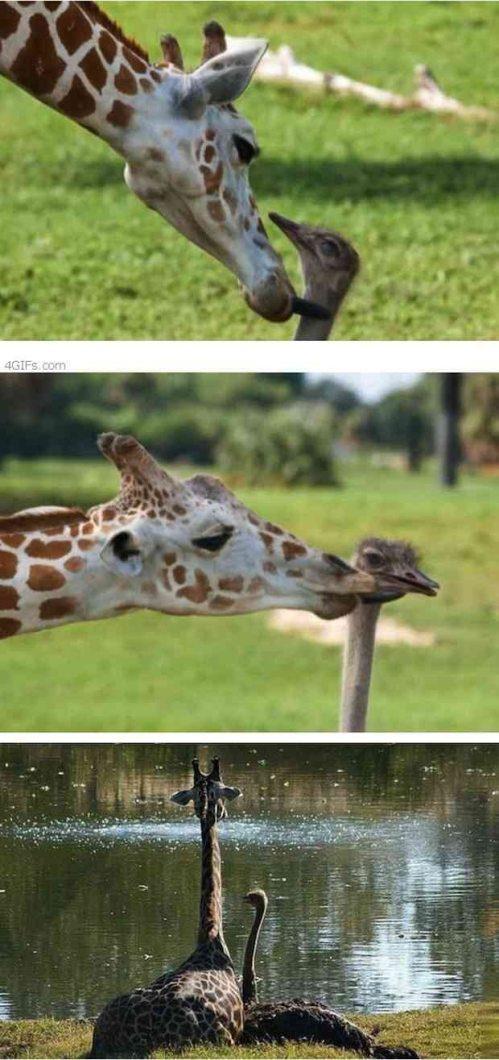 Floridā dzīvo žirafe un... Autors: elv1js Es vēlos tikai draudzēties.