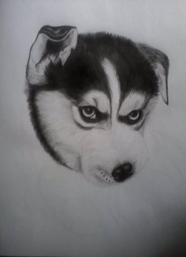 Te galva jau izēnota vēl... Autors: Everbergerdīne Kā uzzīmēt un izēnot suni?